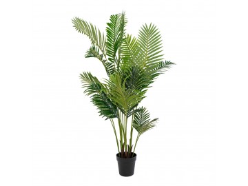 Areca Palma