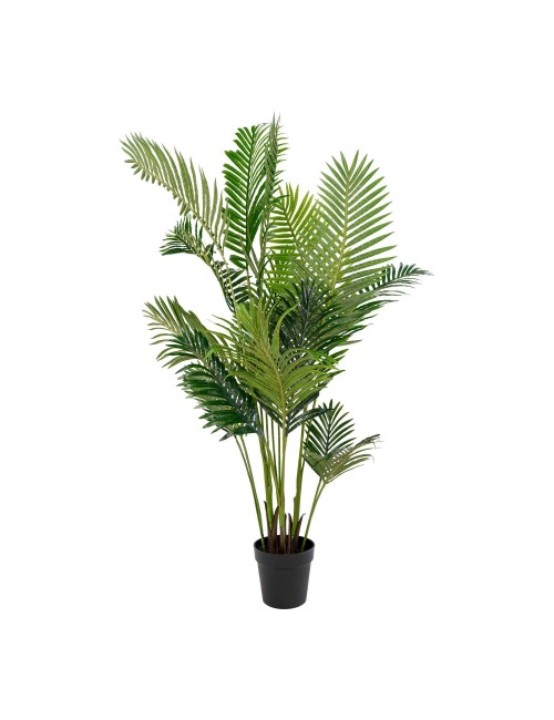 Areca Palma