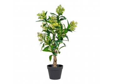 Skimmia drzewko