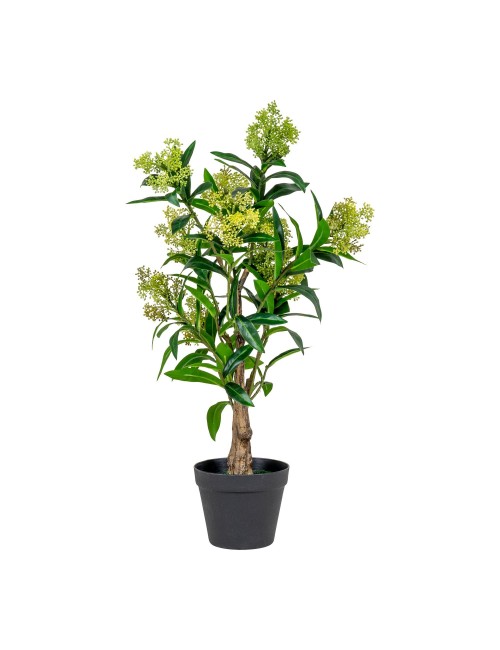 Skimmia drzewko