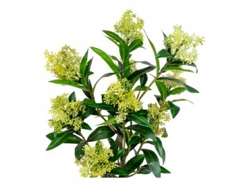 Skimmia drzewko