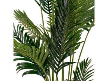 Areca Palma